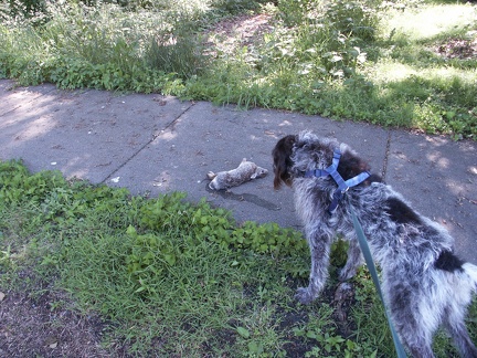 Score: Griffon 1, Rabbit 0. Of course over the longer history of these teams,Rabbits lead 65-1..