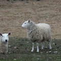 PICT0009.JPG