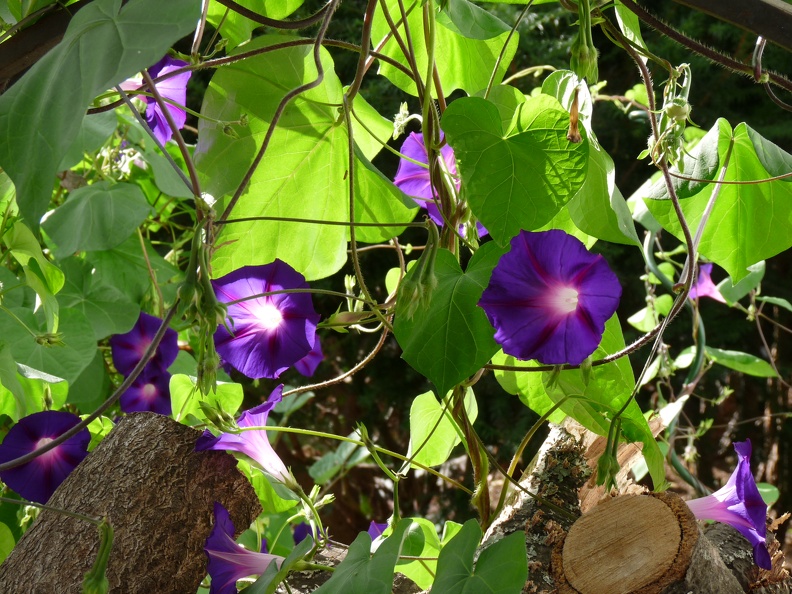 P1010306.JPG