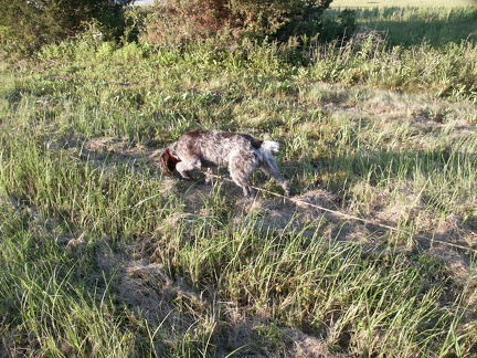 One last scan for a quail...