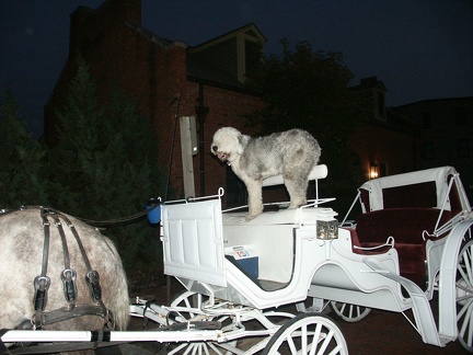 This dog is named Arthur