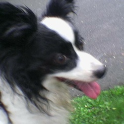2006-07-13